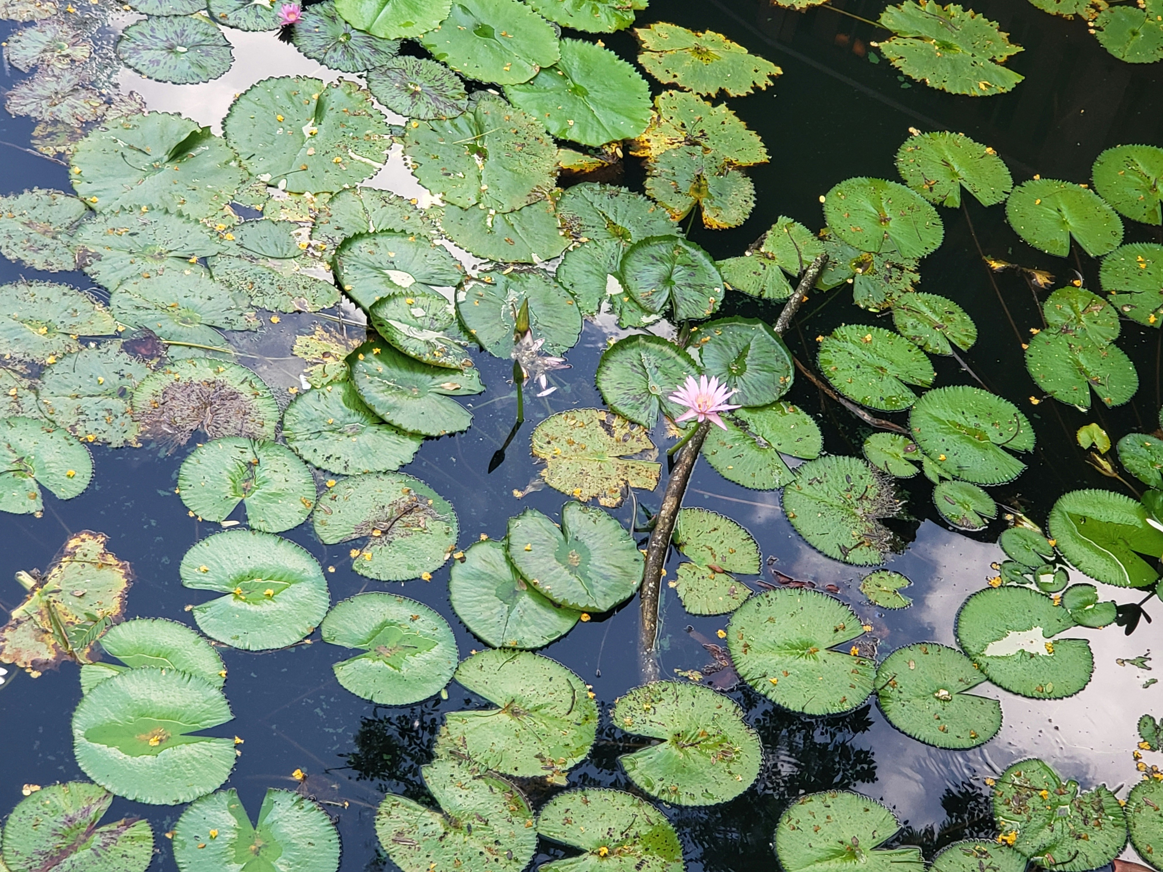 Photo by robertaccarvk