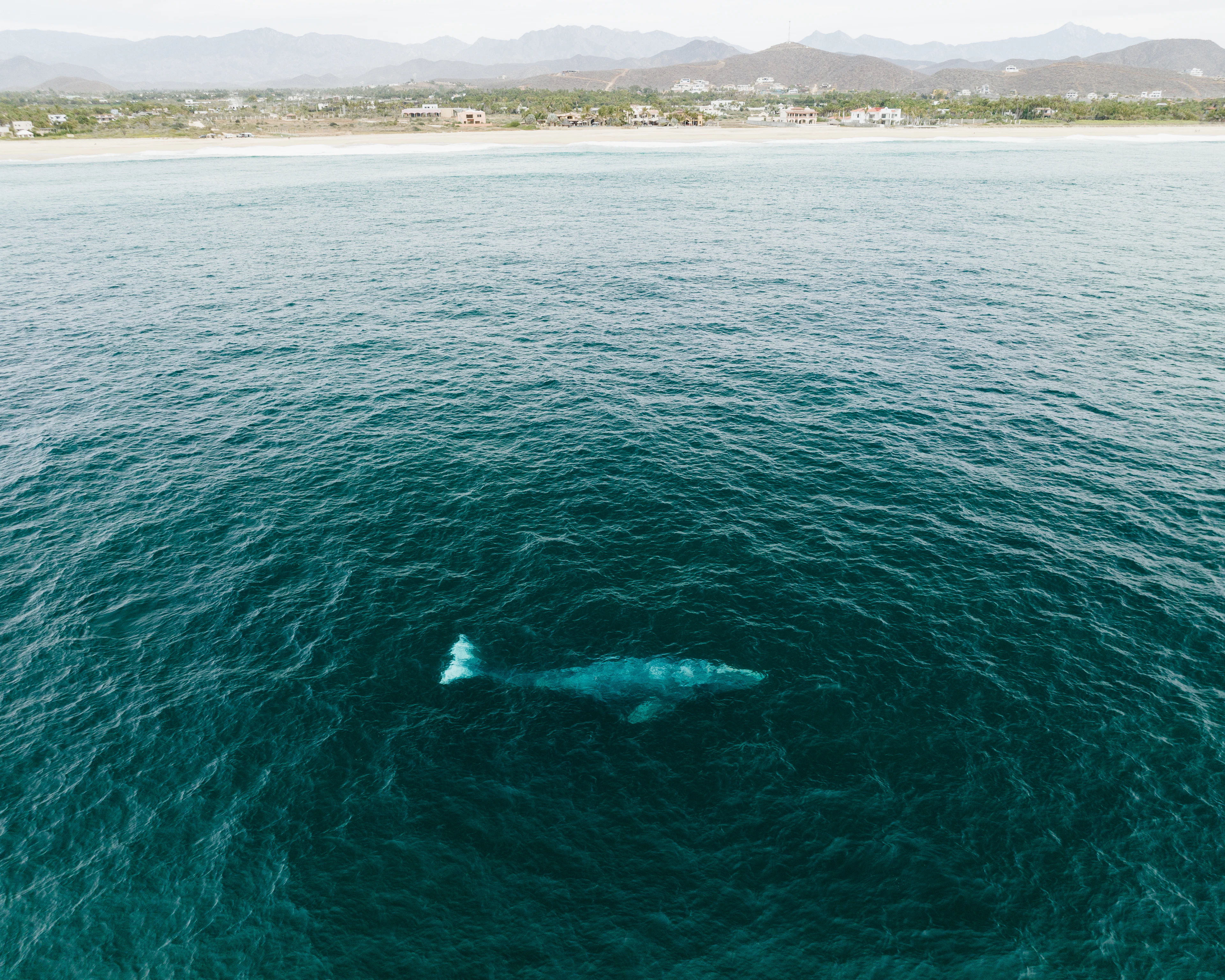 A whale beneath the clear surface of the Pacific off southern Baja California, seen from above