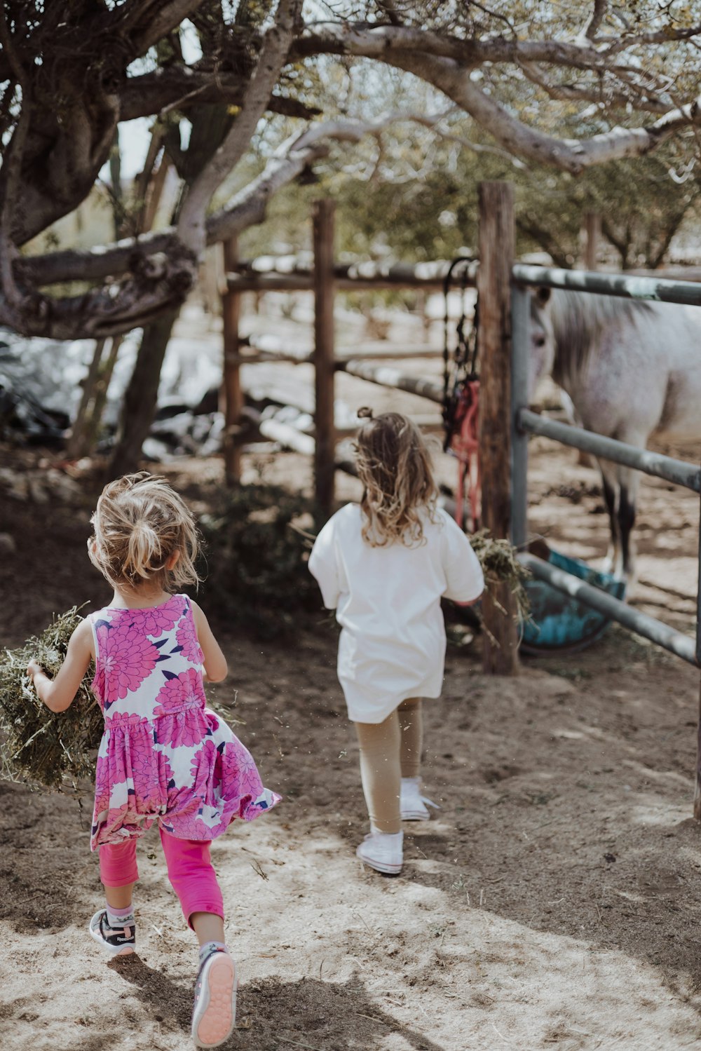 two little girls walking towards a horse in a fenced in area
