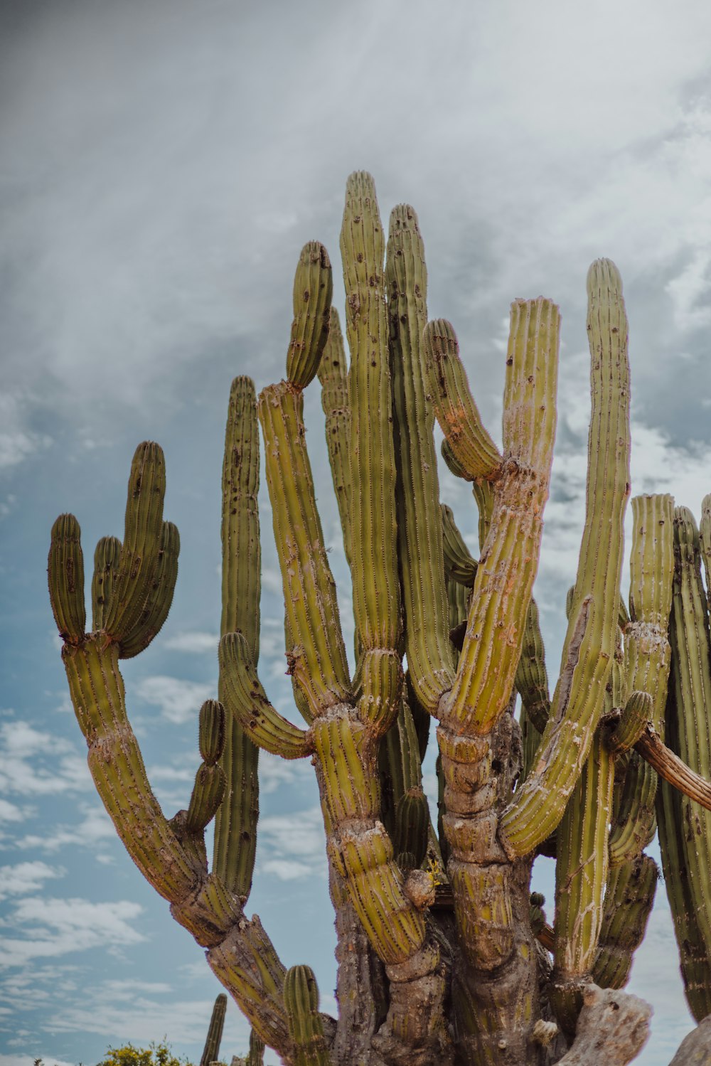 a large cactus plant with a cloudy sky in the background