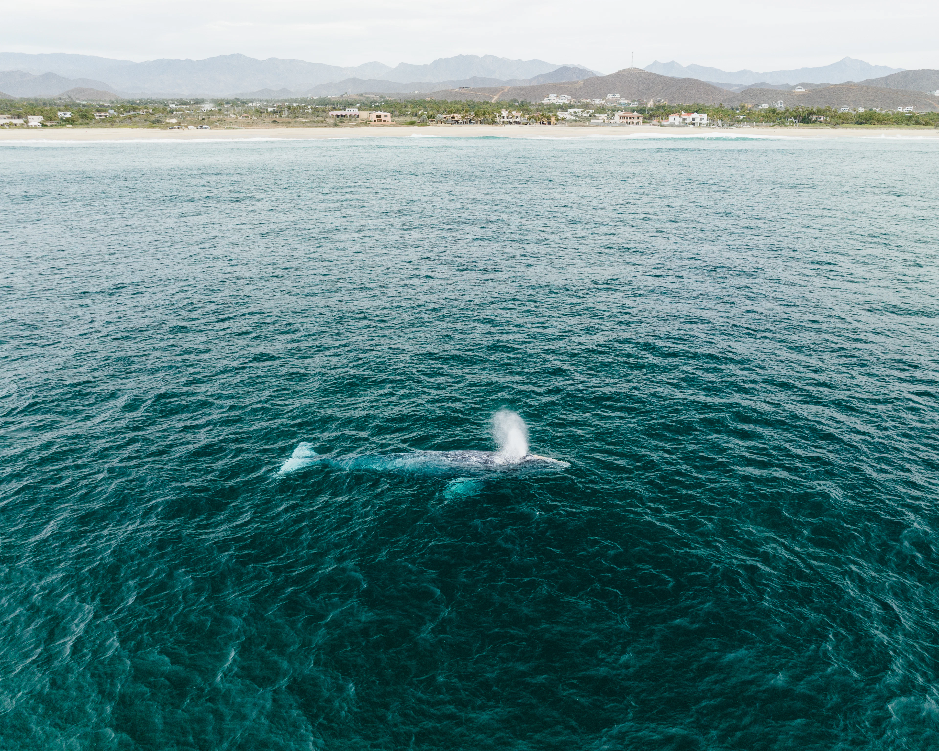 A grey whale blowing at the surface off the Pacific shore of Baja California Sur, Mexico, seen from above