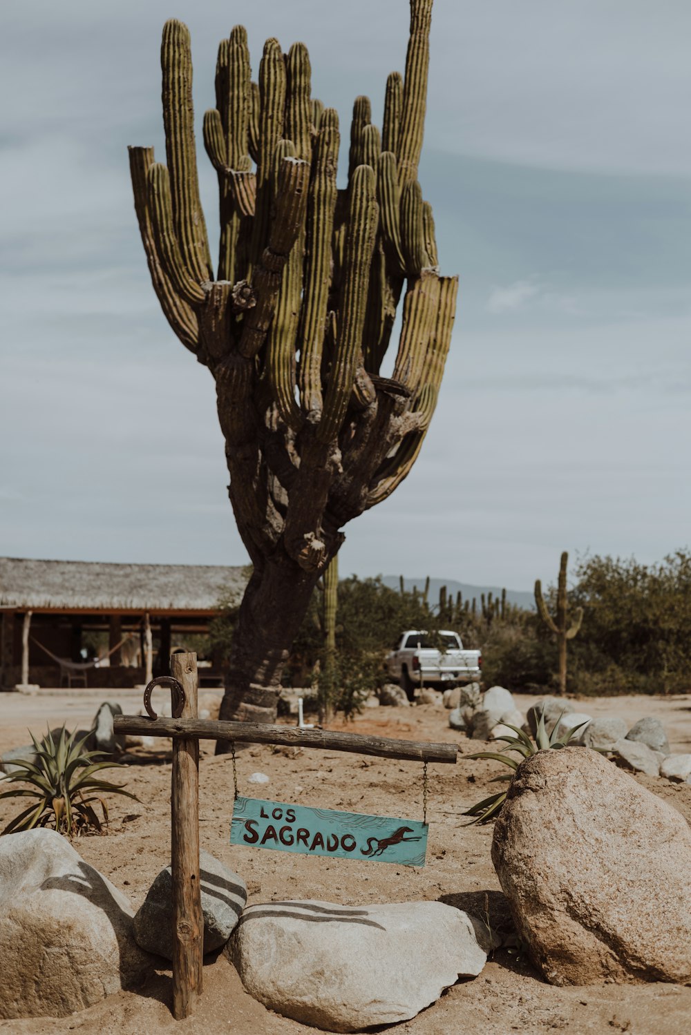 a large cactus with a sign in front of it