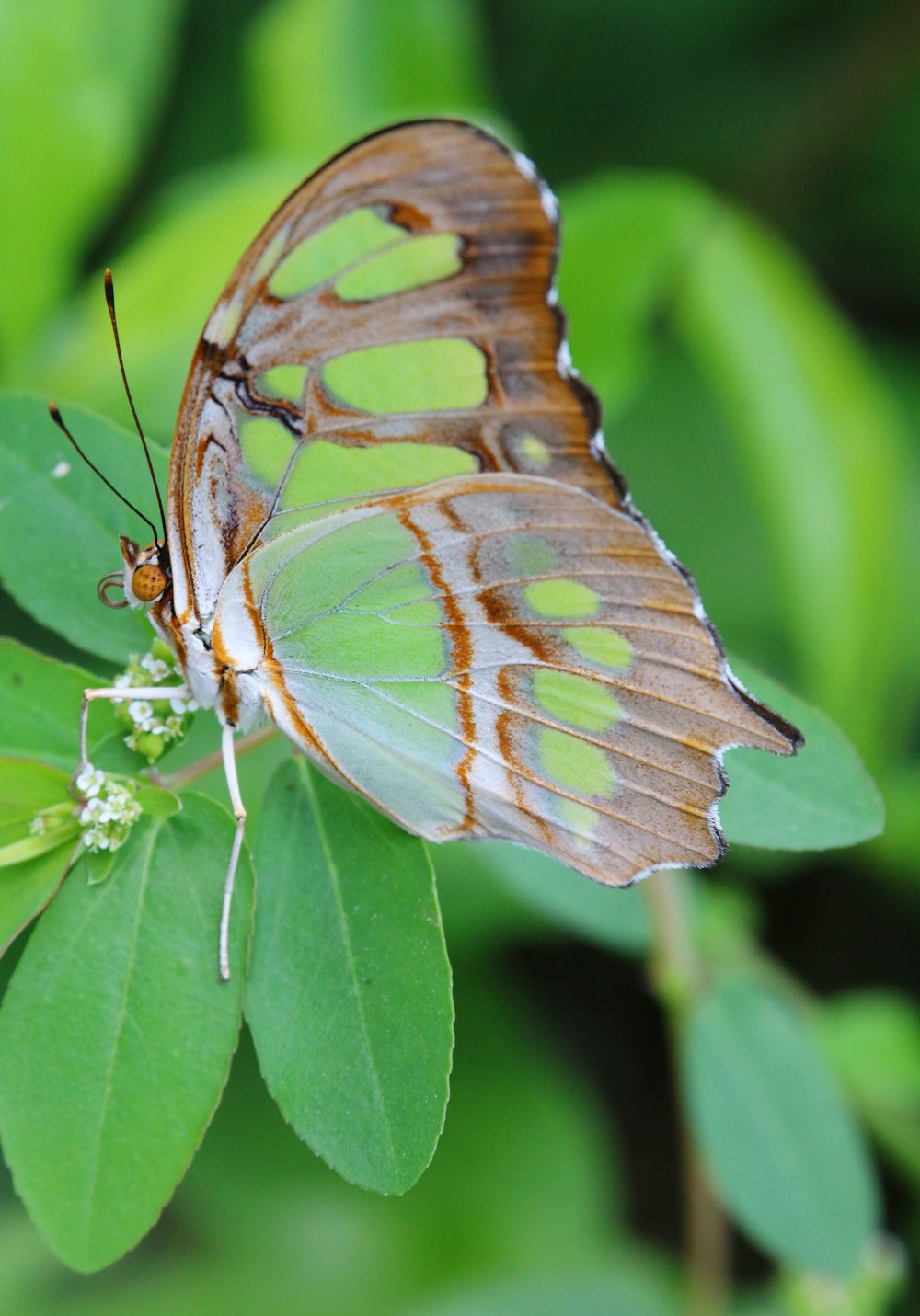 Una mariposa marrón y blanca sentada encima de una hoja verde