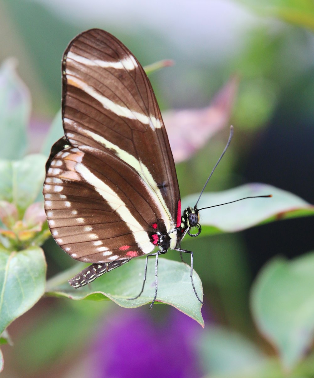 ein brauner und weißer Schmetterling, der auf einem grünen Blatt sitzt