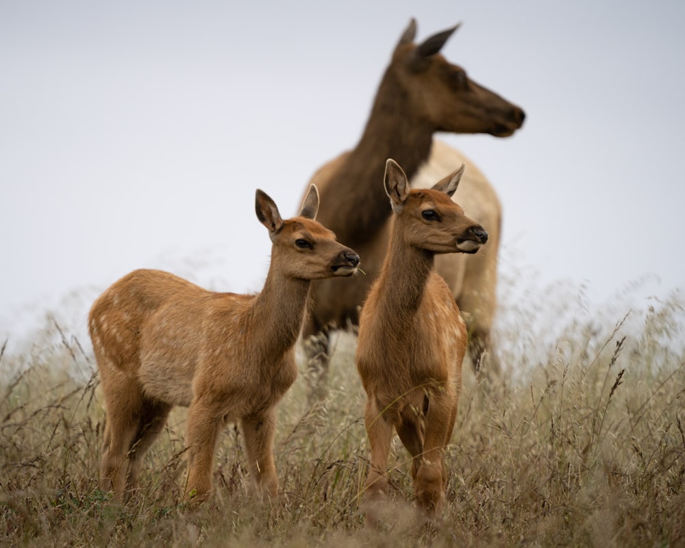 a group of deer standing on top of a grass covered field