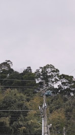A utility pole with multiple wires and transformers stands in the foreground against a backdrop of dense green foliage.