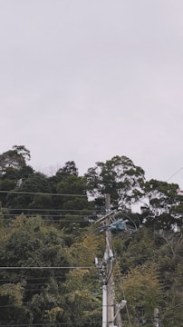 A utility pole with multiple wires and transformers stands in the foreground against a backdrop of dense green foliage.