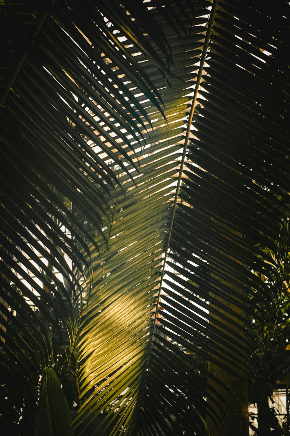 a palm tree with the sun shining through the leaves