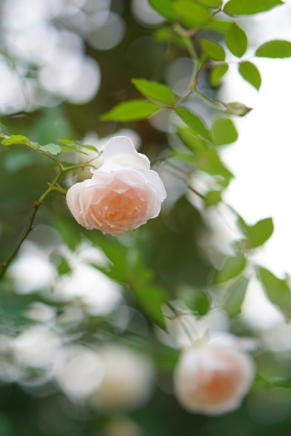 a pink rose is blooming on a tree branch