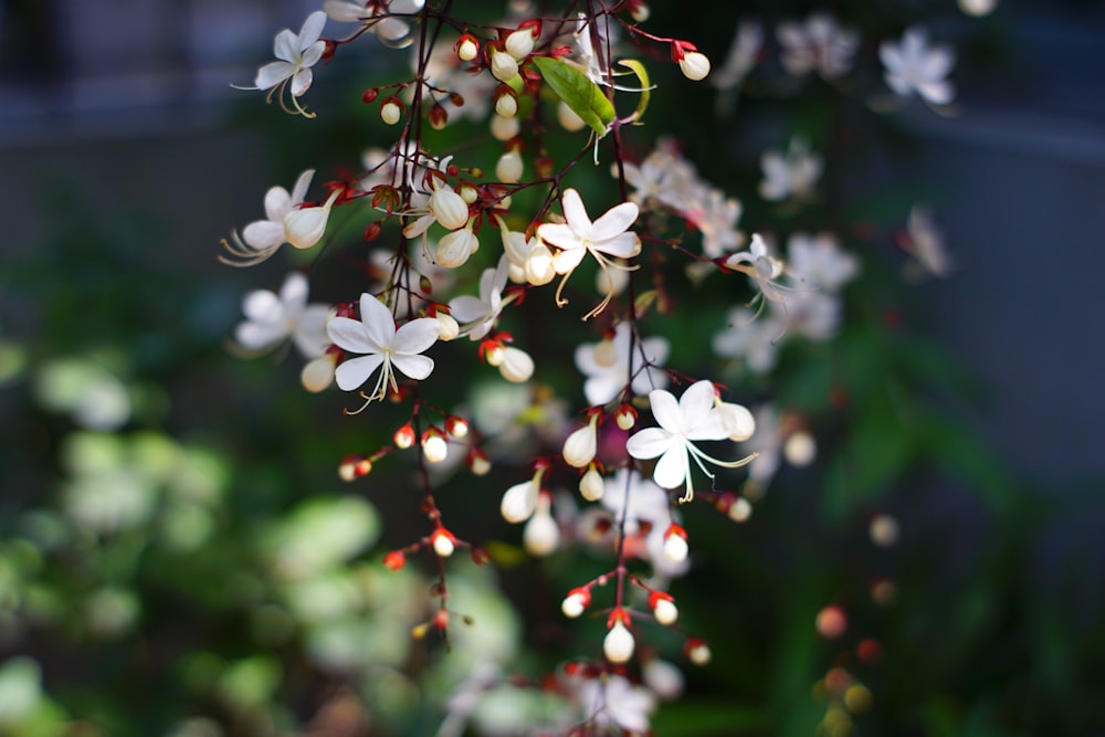 a bunch of white flowers hanging from a tree