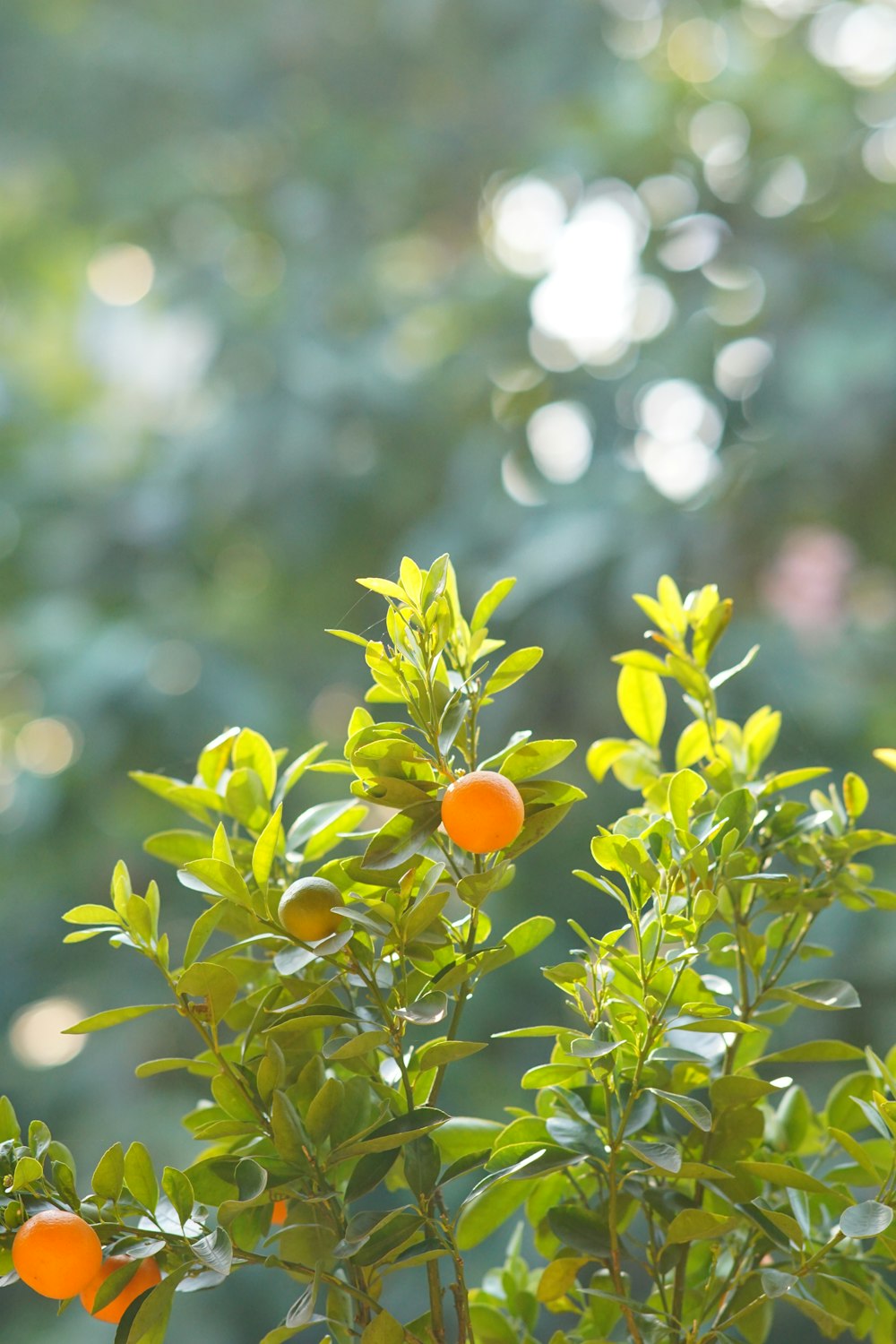 uma pequena árvore com laranjas crescendo sobre ela