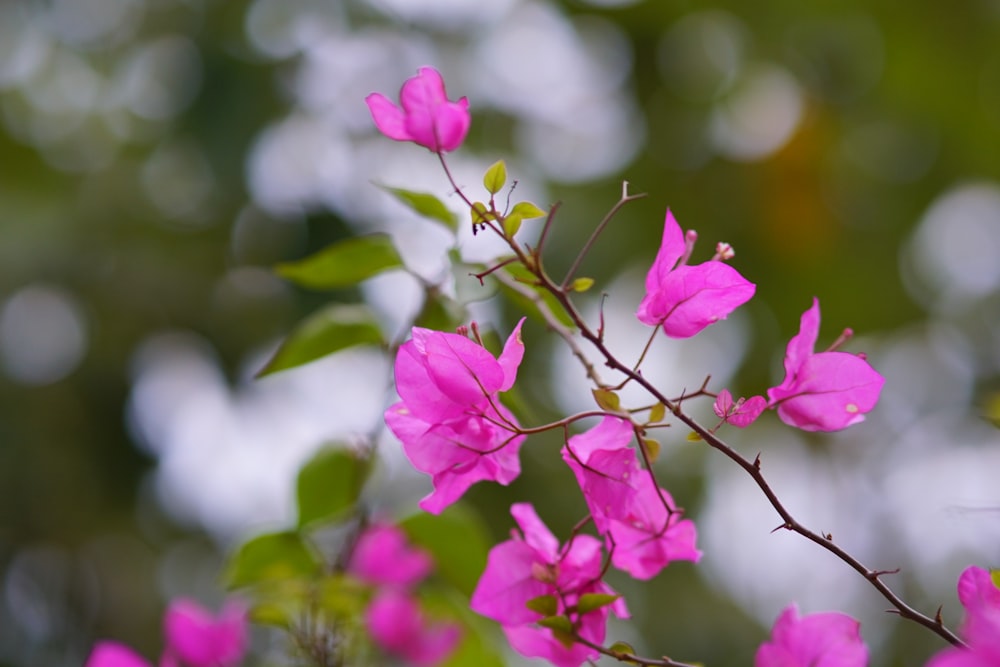 pink flowers are blooming on a tree branch