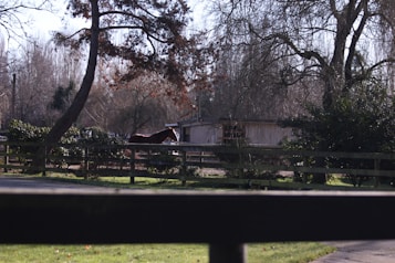 A rural scene features a horse standing by a wooden fence in front of a stable. Trees with bare branches surround the area, creating a natural, winter atmosphere. The ground is covered with green grass, and sunlight filters through the trees, casting soft shadows.