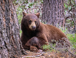 Illustration of a gentle young bear sitting peacefully in a forest clearing, surrounded by soft autumn leaves.