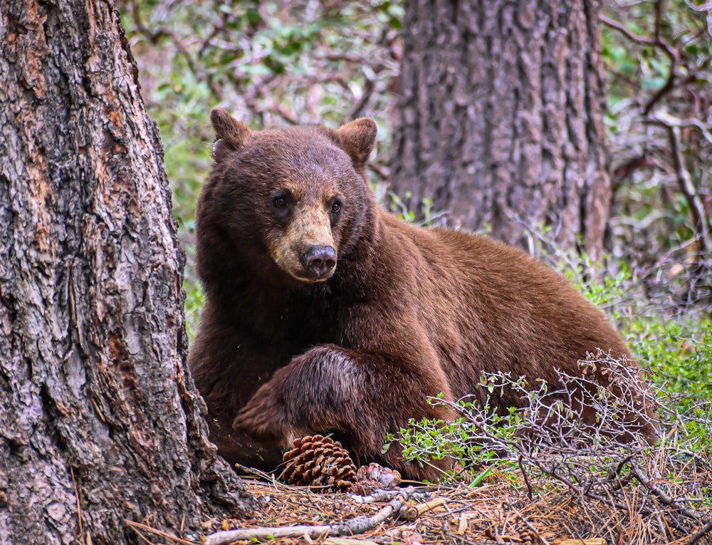 a large brown bear sitting next to a tree