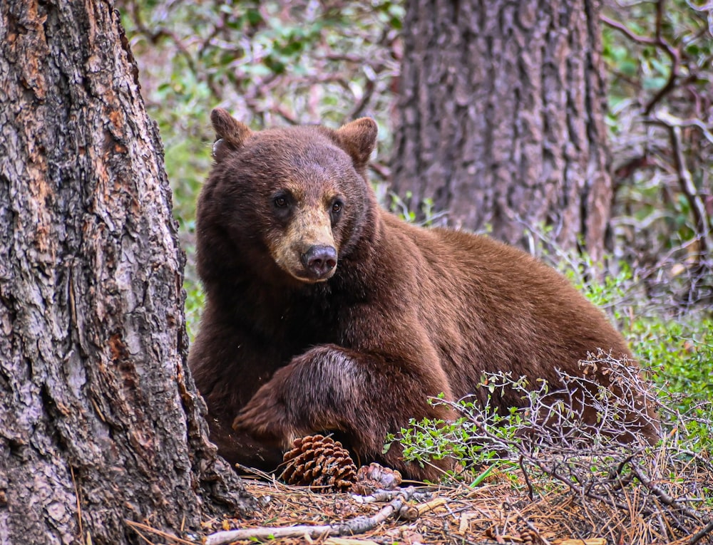 Ein großer Braunbär sitzt neben einem Baum