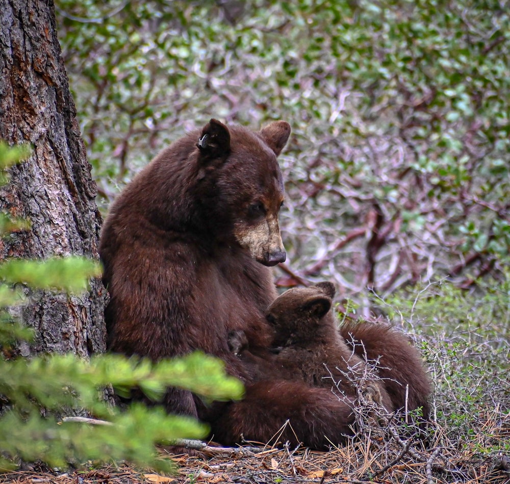 two brown bears sitting next to a tree