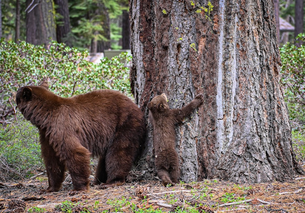 a brown bear and her cub standing next to a tree