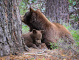 A mother bear and her cubs resting beside a sunlit riverbank.