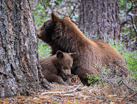 A mother bear and her cubs resting beside a sunlit riverbank.