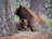 A cozy illustration of a mother bear hugging her two cubs tenderly in a warm forest setting.