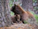 A cozy illustration of a mother bear hugging her two cubs tenderly in a warm forest setting.