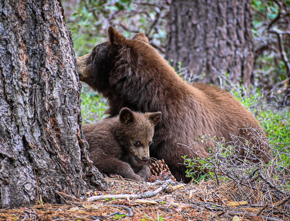 a large brown bear standing next to a baby bear