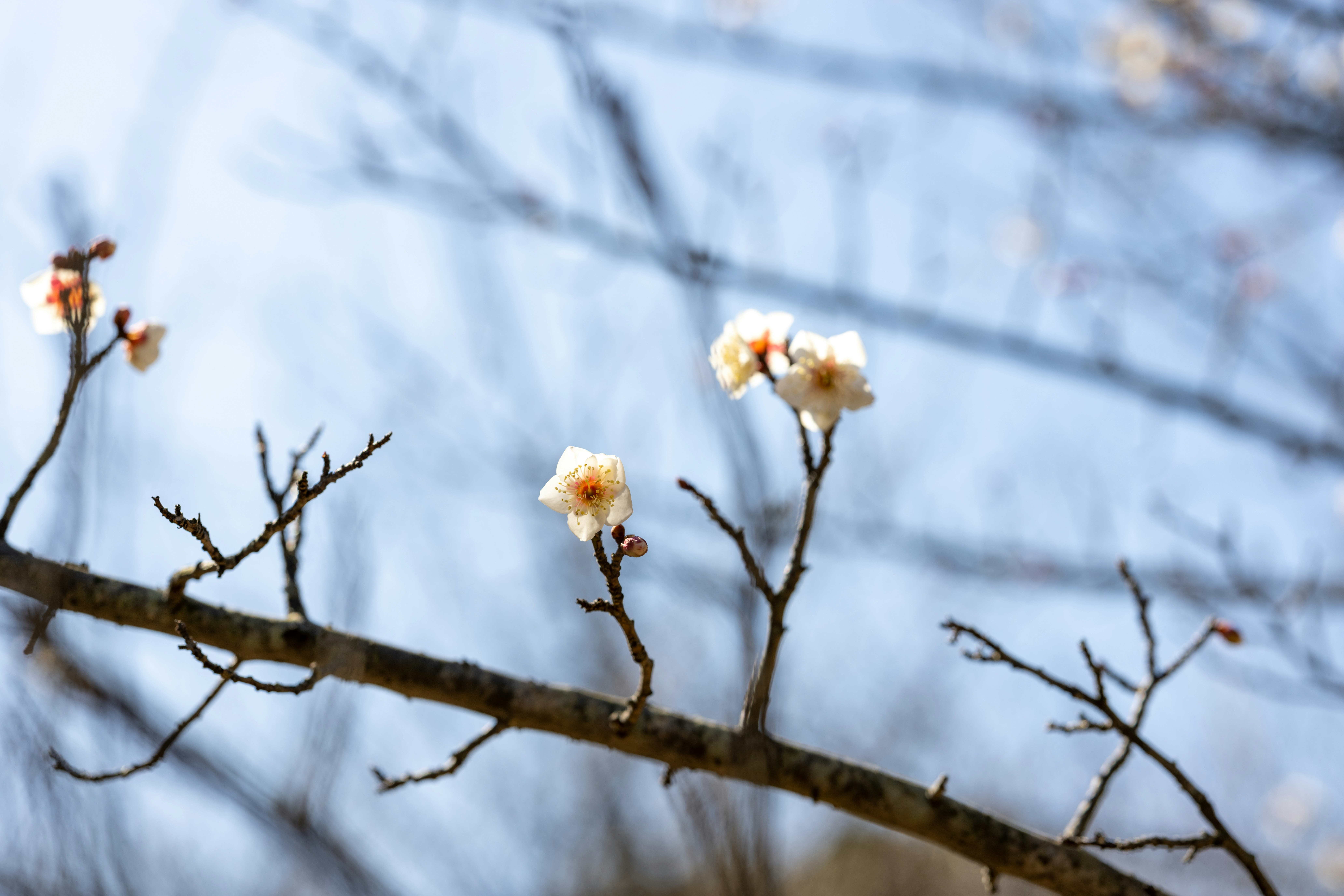 Photo by pafuxu