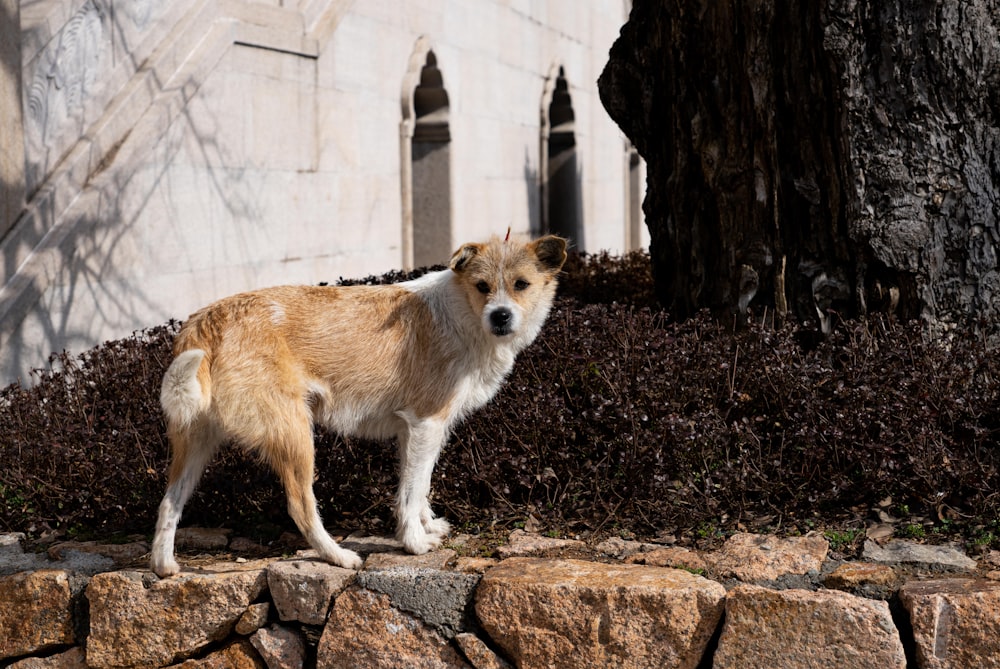 a brown and white dog standing next to a tree