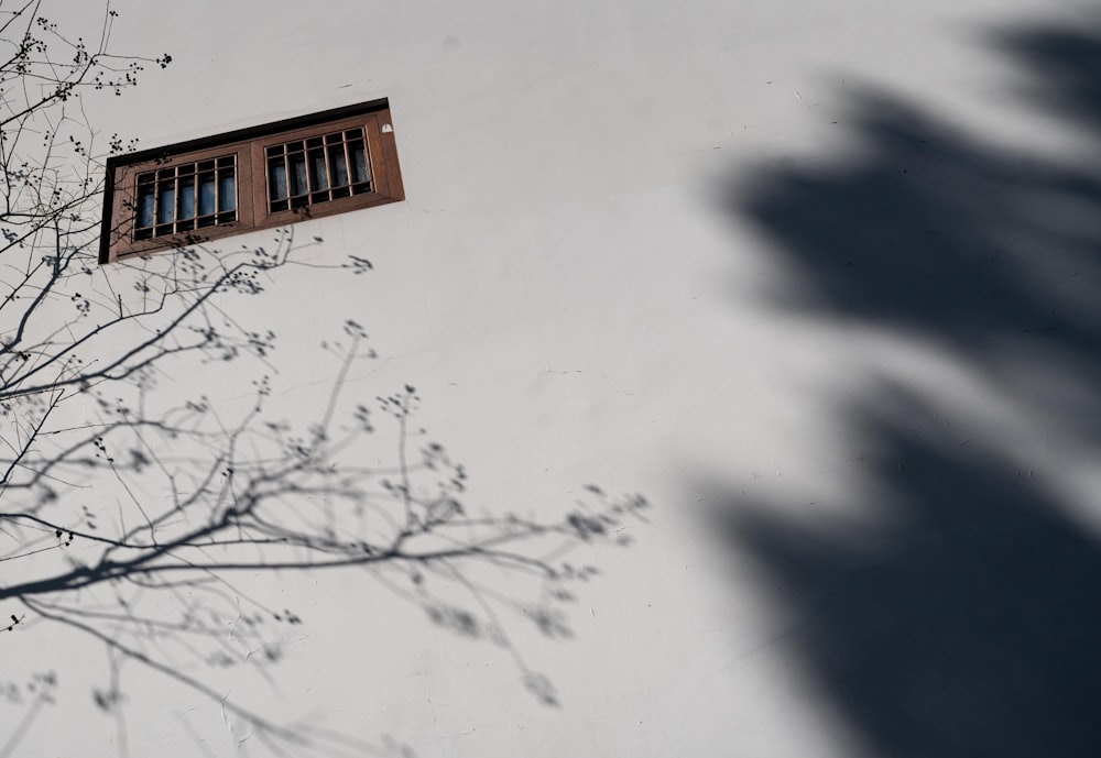 a shadow of a tree and a window on a wall