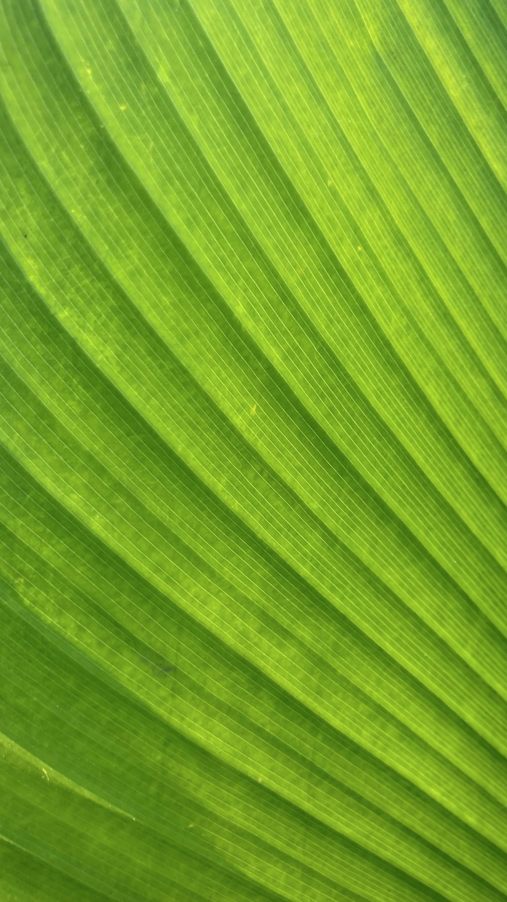 a close up view of a green leaf