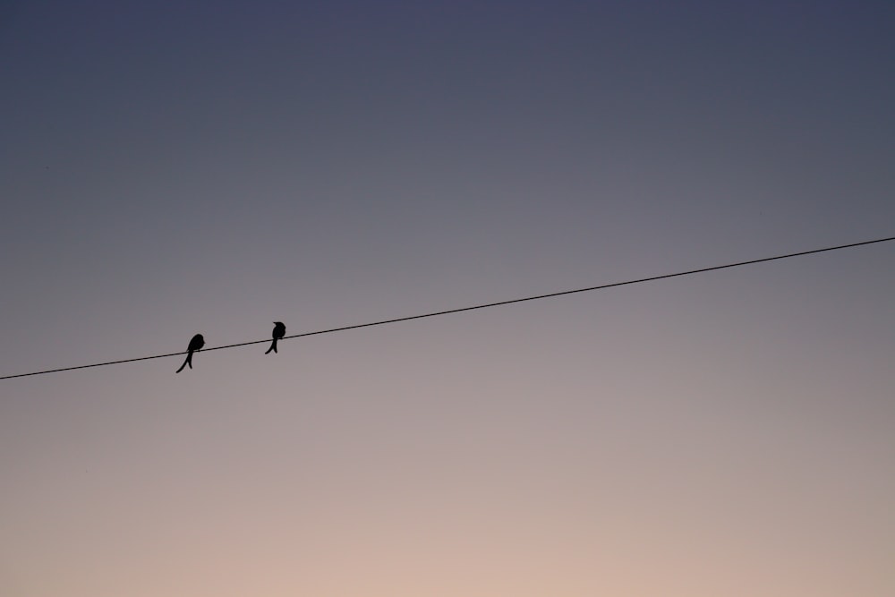 two birds sitting on a wire with the sky in the background