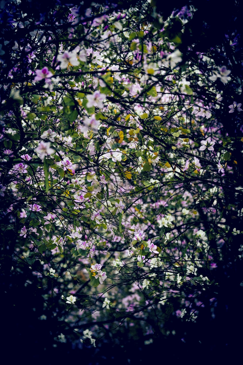 a tree filled with lots of purple and white flowers