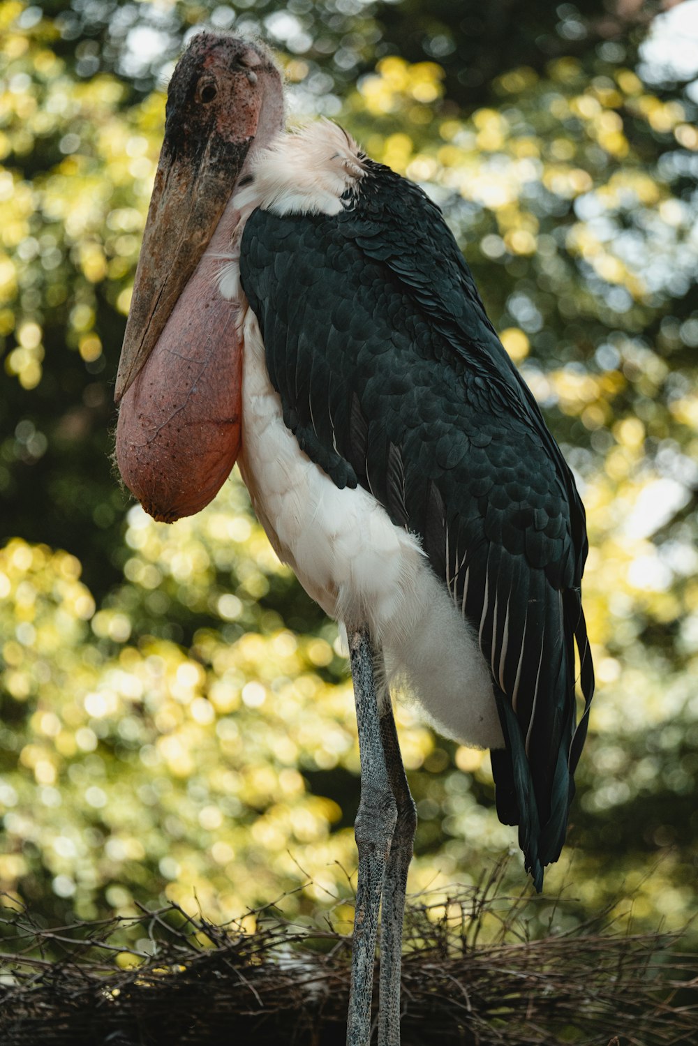 a large bird with a long neck standing on a branch