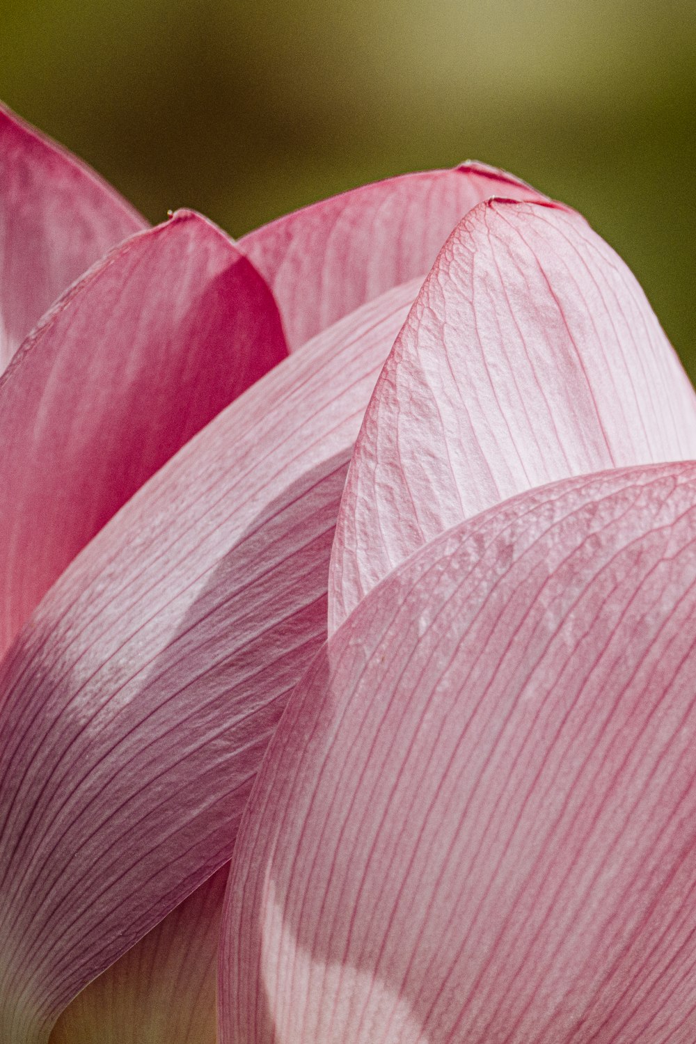 a close up of a pink flower with a blurry background