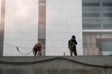 Two construction workers are wearing safety gear and working on a high-rise building. One worker is bending over, appearing to adjust or examine something, while the other is standing upright, both secured by safety harnesses. The backdrop shows a modern building facade with large white panels and horizontal slats.