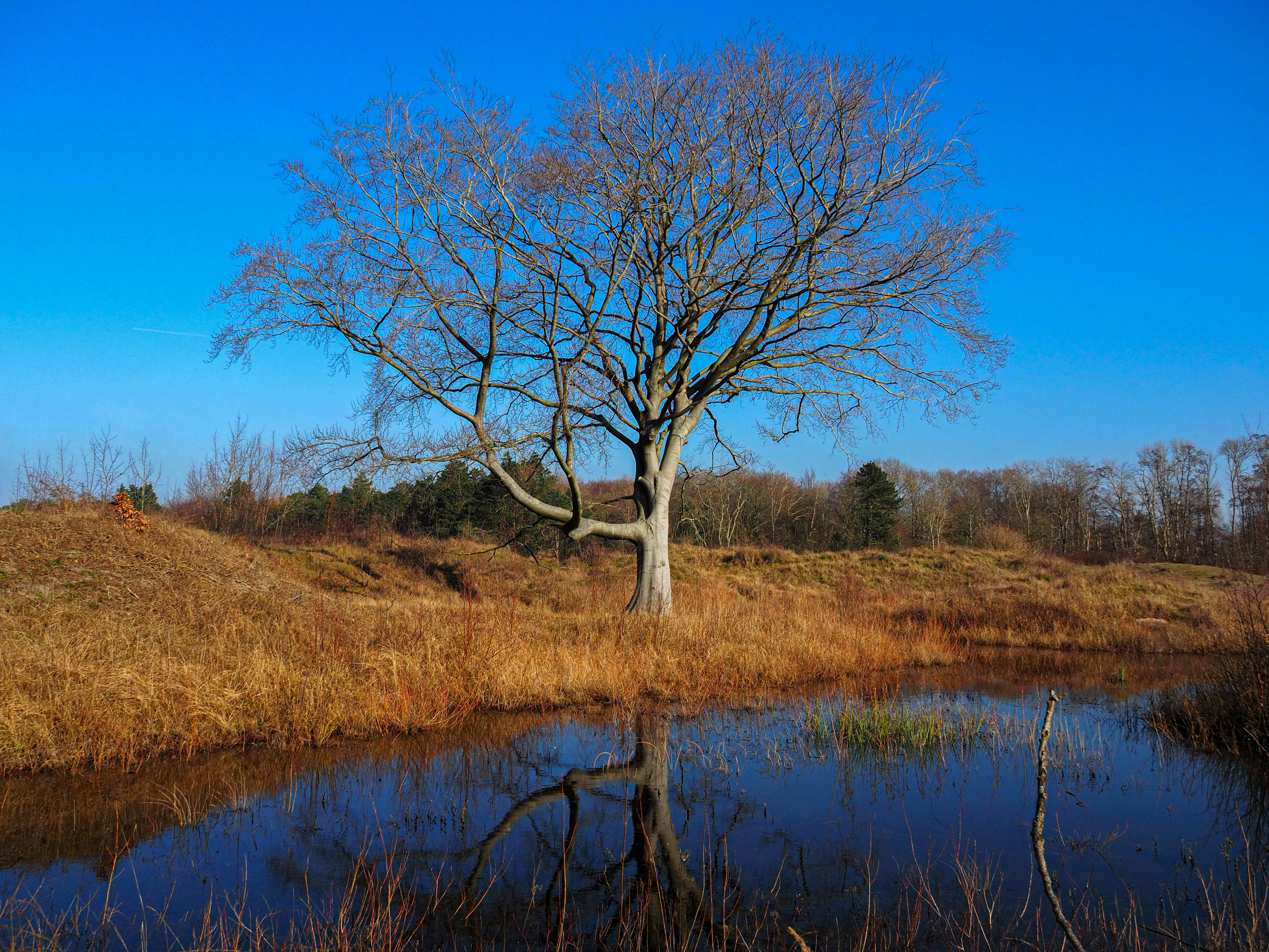 a lone tree stands in the middle of a swamp