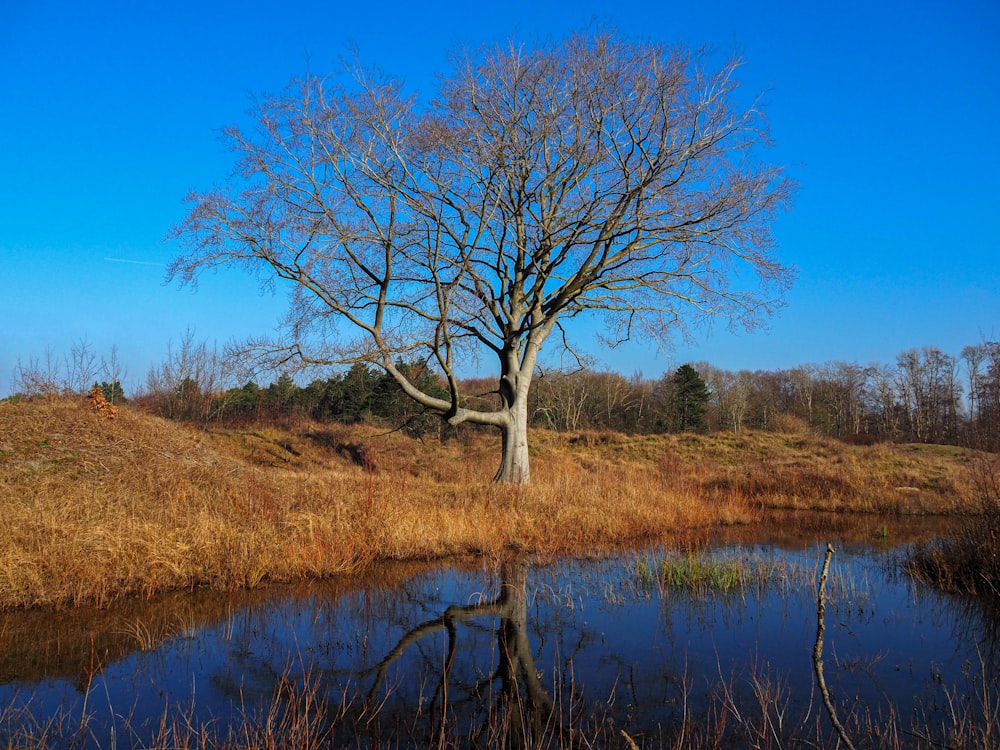 a lone tree stands in the middle of a swamp