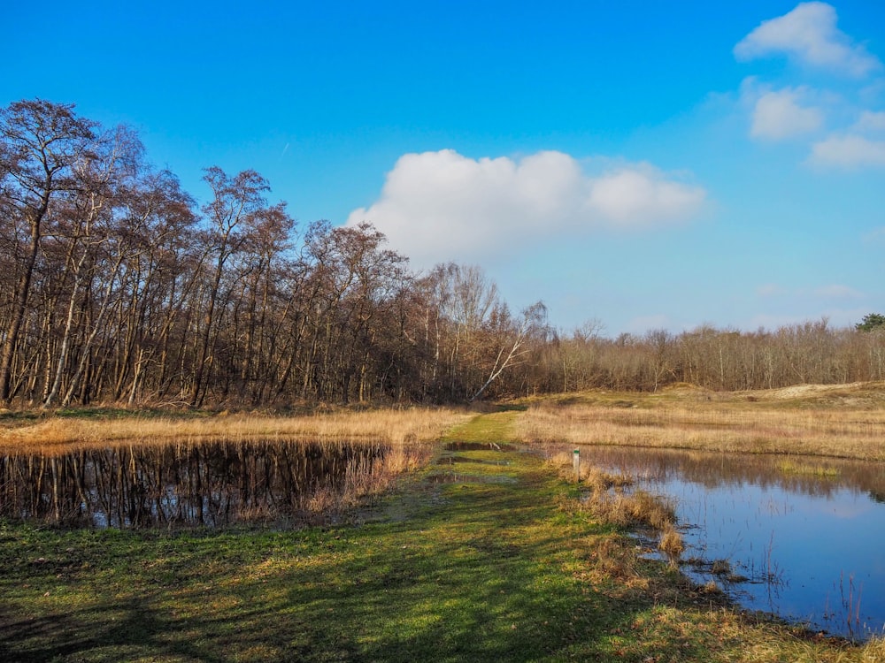 a grassy field next to a lake with trees in the background