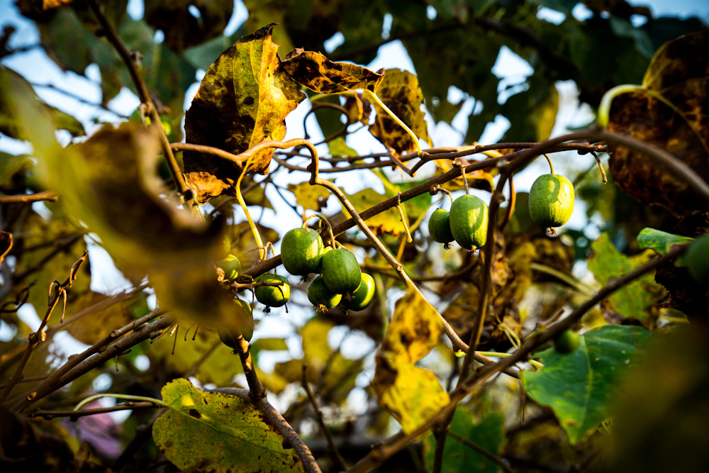 Cuixiang kiwifruit on the vine