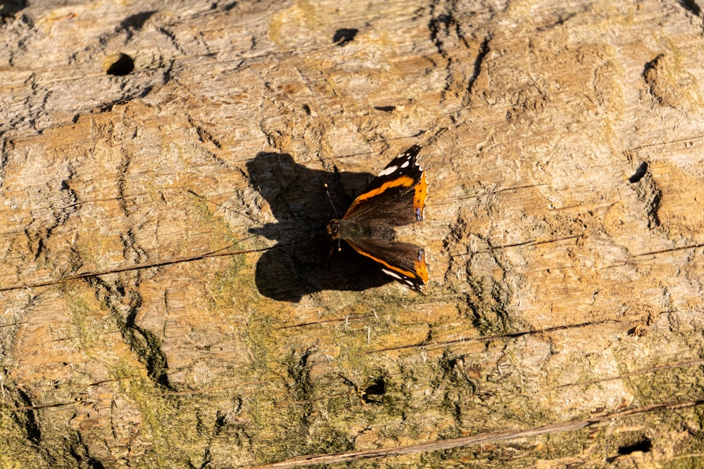 a butterfly that is sitting on a piece of wood