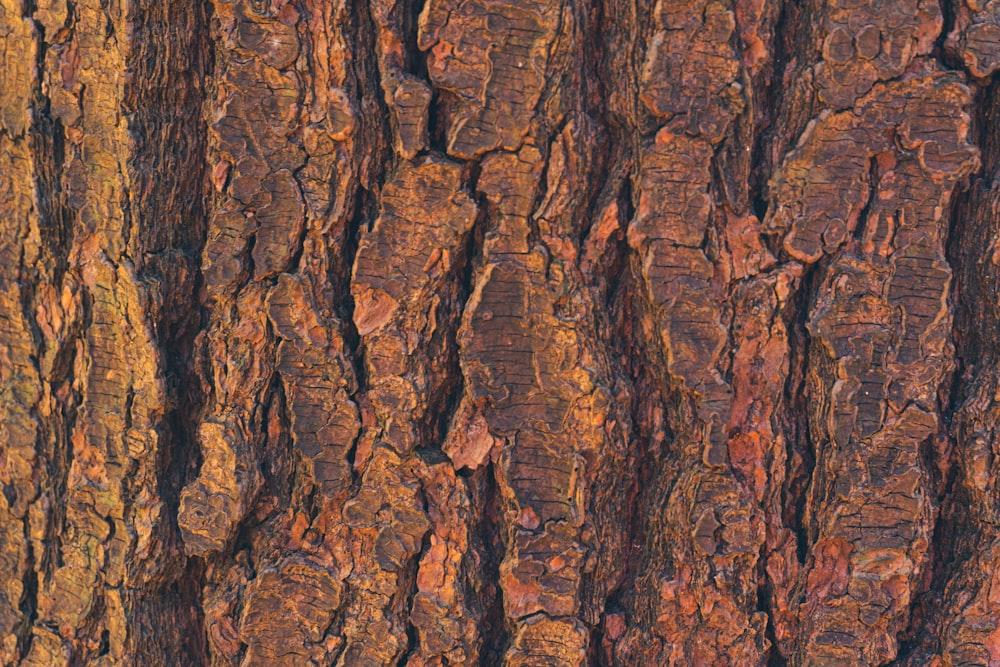 a close up of the bark of a tree