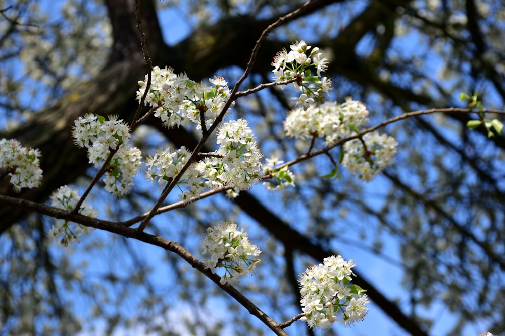 a tree with white flowers in front of a blue sky