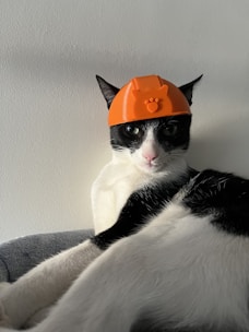 A black and white cat is wearing an orange plastic hat with a paw print design. The cat is sitting on a soft grey surface, and its expression appears neutral, with bright eyes focused forward. The background is a plain light-colored wall.