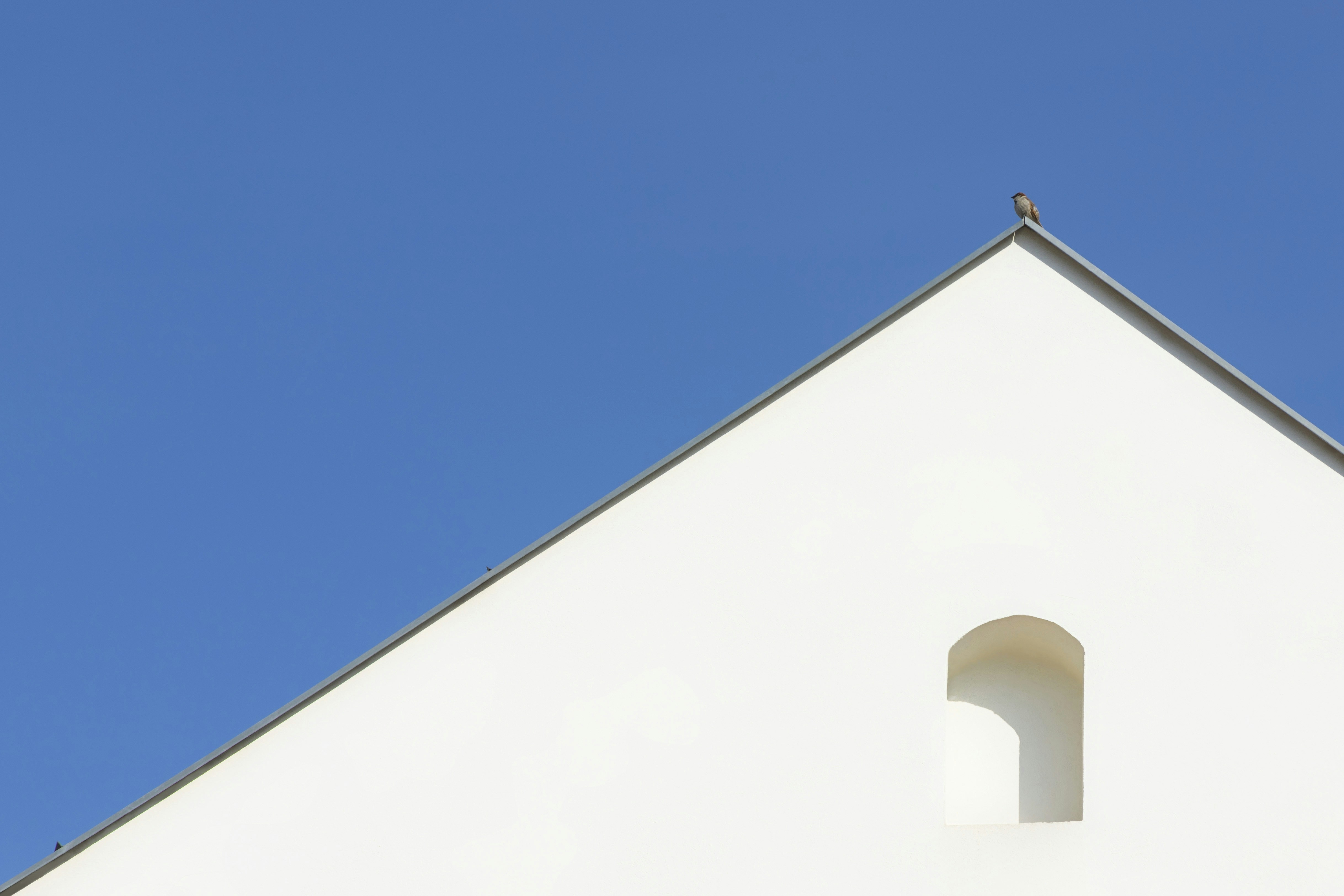Bird on roof