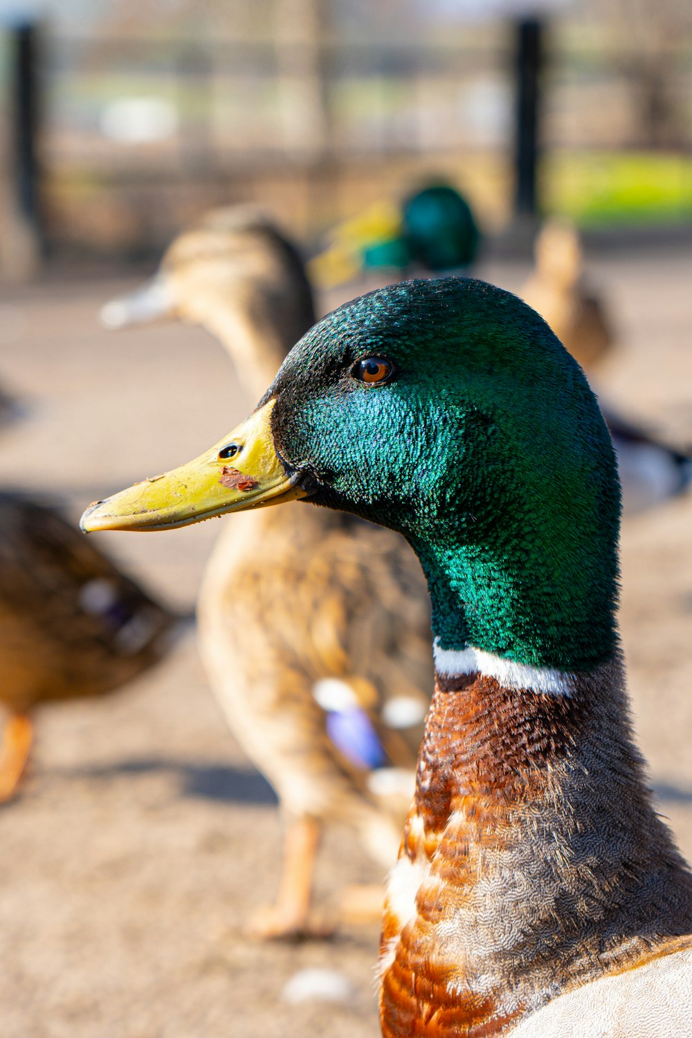a close up of a duck with other ducks in the background