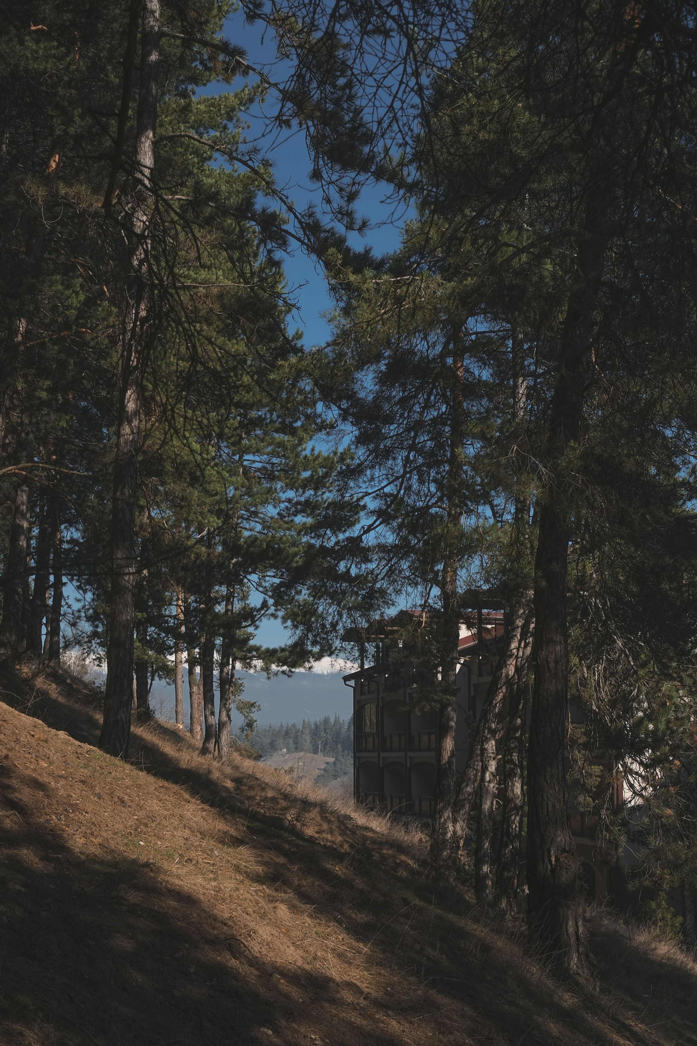 Photo by denisotree