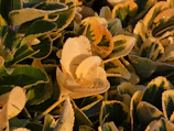 Close-up of a vibrant variegated hoya leaf with dew drops.