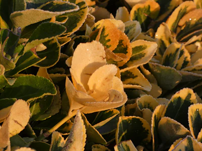Close-up of a vibrant variegated hoya leaf with dew drops.