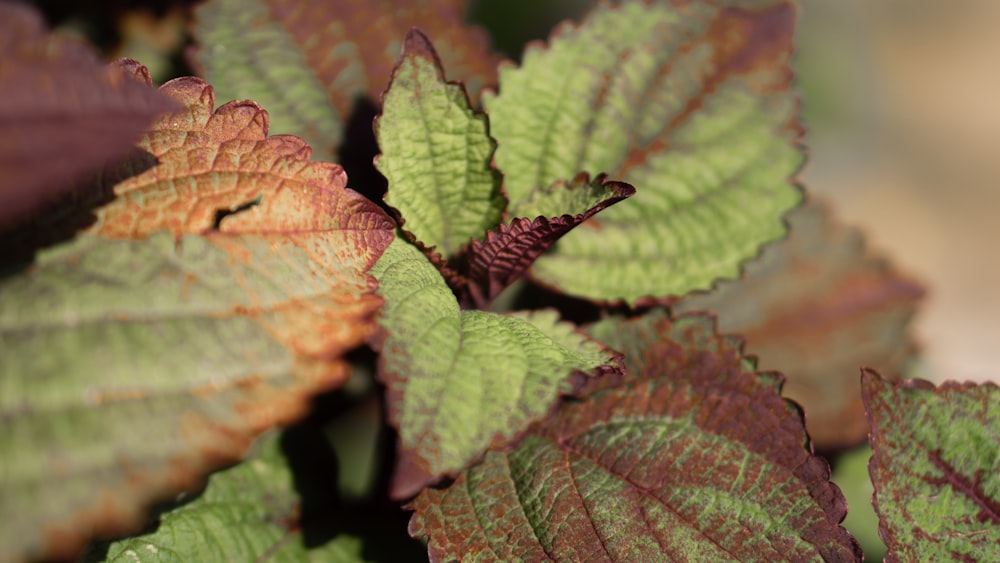 a close up of a leafy plant with brown and green leaves